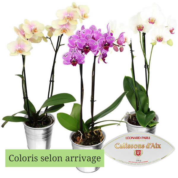 Cadeaux Gourmands 1 ORCHIDEE 2 BRANCHES + CALISSONS