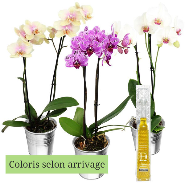 Cadeaux Gourmands 1 ORCHIDEE 2 BRANCHES + HUILE D'OLIVE