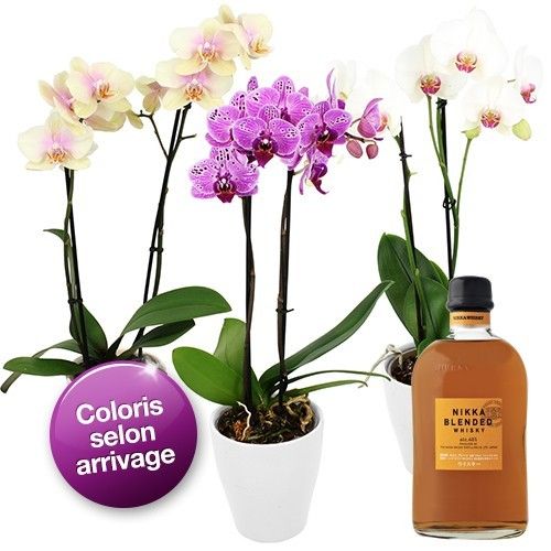Cadeaux Gourmands 1 ORCHIDEE 2 BRANCHES + WHISKY